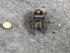Phidippus audax