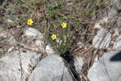 Linum rupestre