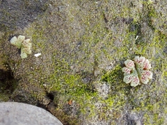 Riccia frostii