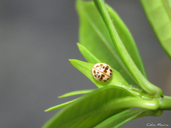 Psyllobora confluens