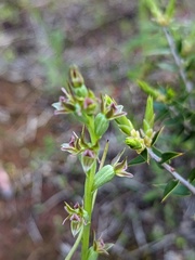 Prasophyllum fecundum