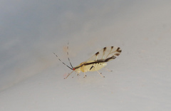 Eucallipterus tiliae