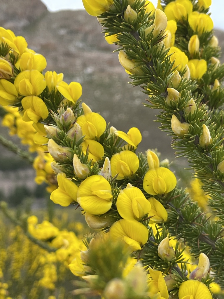 Goldensceptre Capegorse