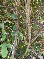 Rhionaeschna multicolor