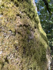 Homalothecium fulgescens