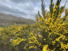 Aspalathus sceptrum-aureum