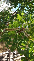 Stryphnodendron coriaceum