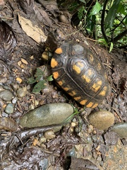 Chelonoidis denticulatus