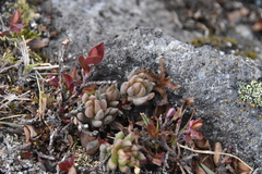 Sedum lanceolatum lanceolatum