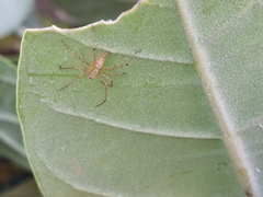 Oxyopes sertatus