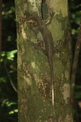 Varanus juxtindicus