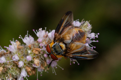 Phasia hemiptera