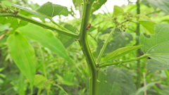 Camponotus rectangularis
