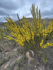 Aspalathus sceptrum-aureum