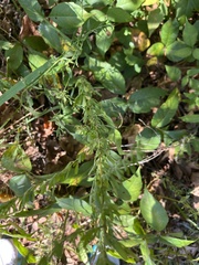 Lespedeza cuneata