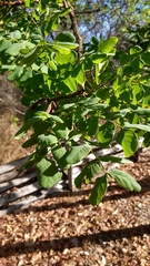 Stryphnodendron coriaceum