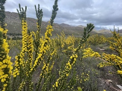 Aspalathus sceptrum-aureum