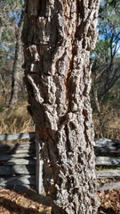 Stryphnodendron coriaceum