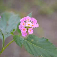Lantana achyranthifolia