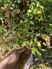 Lespedeza cuneata