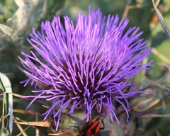 Cynara cardunculus cardunculus