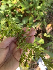 Lespedeza cuneata