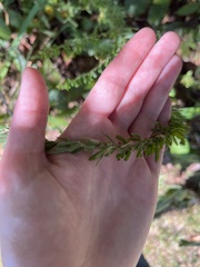 Lespedeza cuneata