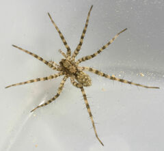 Pardosa mercurialis