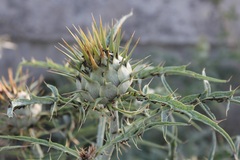 Cynara cardunculus cardunculus