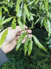Beilschmiedia tawa
