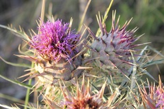 Cynara cardunculus cardunculus