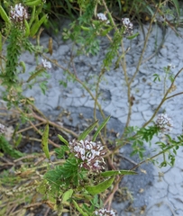 Polanisia dodecandra