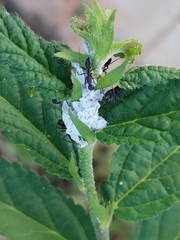 Camponotus compressus