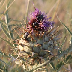 Cynara cardunculus cardunculus
