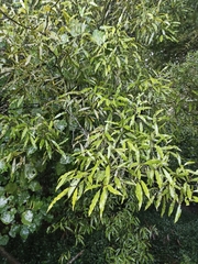 Beilschmiedia tawa