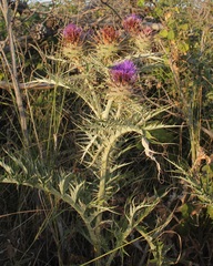 Cynara cardunculus cardunculus