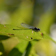 Argia translata