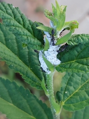 Camponotus compressus