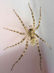 Pardosa mercurialis