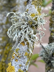 Ramalina subleptocarpha
