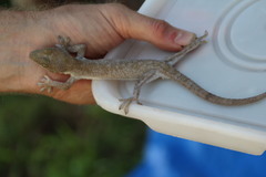 Gekko vittatus