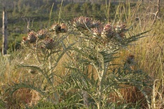 Cynara cardunculus cardunculus