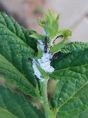 Camponotus compressus