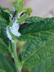 Camponotus compressus