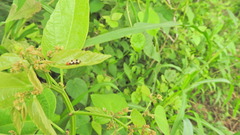 Disonycha scriptipennis