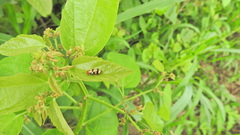 Disonycha scriptipennis