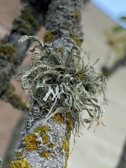 Ramalina subleptocarpha