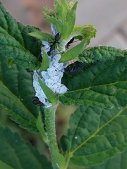 Camponotus compressus