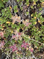 Thymus praecox britannicus