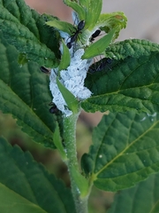 Camponotus compressus